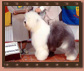 EDIPO SHETLAND D� OF SUFFOLK