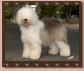 FANTASIA SHETLAND OF SUFFOLK