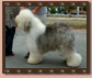 HORD DIPY�S  SHETLAND OF SUFFOLK