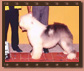 JUMBO SHETLAND OF SUFFOLK