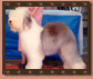 QUITERIA SHETLAND OF SUFFOLK - Quiqui