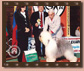 SCARLETT MOLNMIX SHETLAND OF SUFFOLK